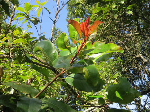 Image of Photinia integrifolia Lindl.