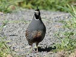 Image of Callipepla californica brunnescens (Ridgway 1884)