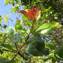 Image of Photinia integrifolia Lindl.