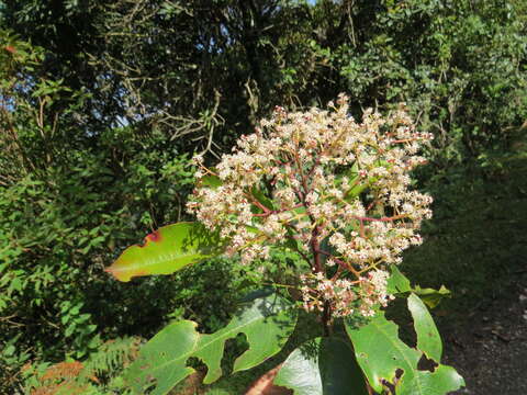 Image of Photinia integrifolia Lindl.