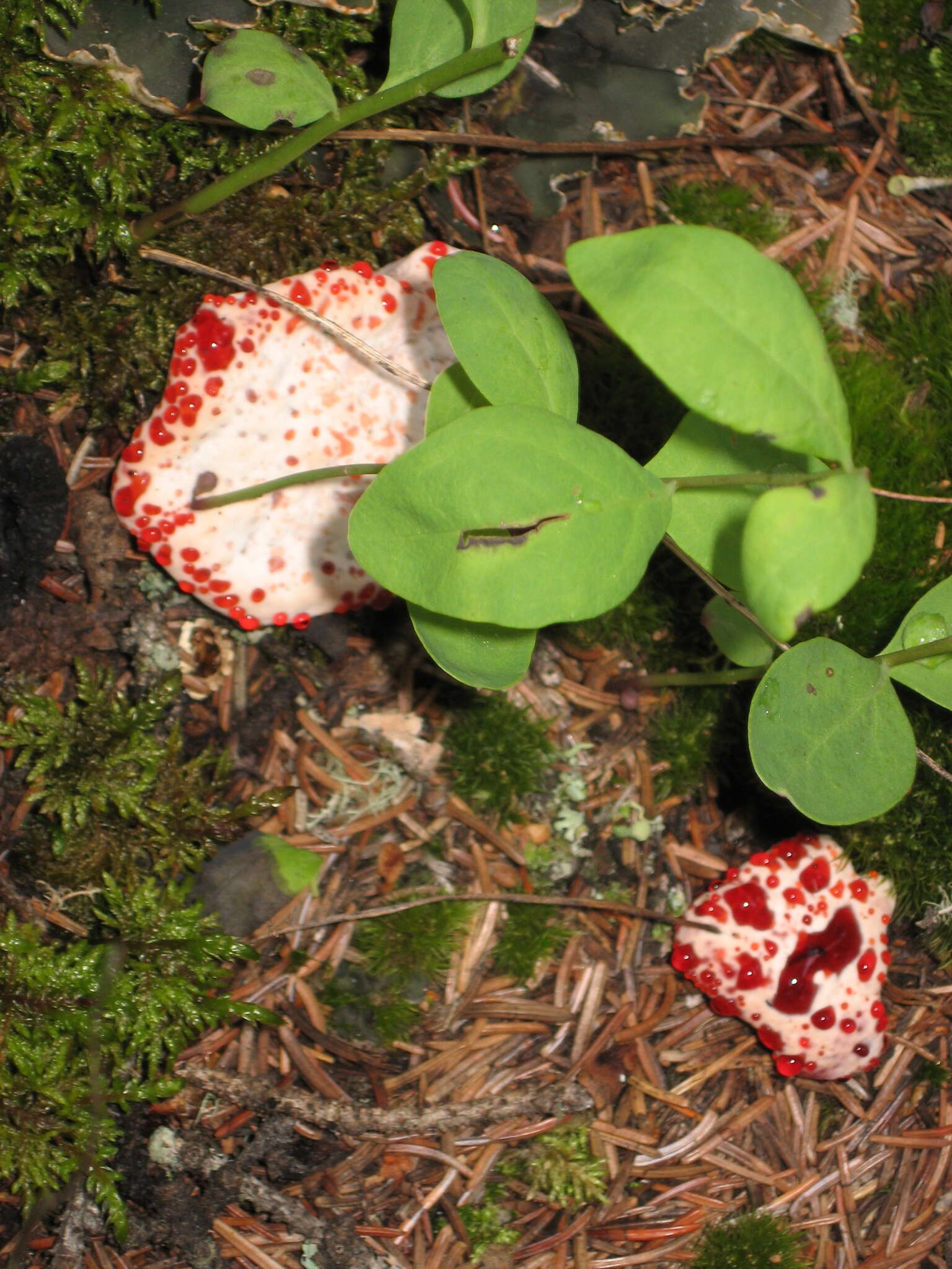 Image of Hydnellum peckii Banker 1912