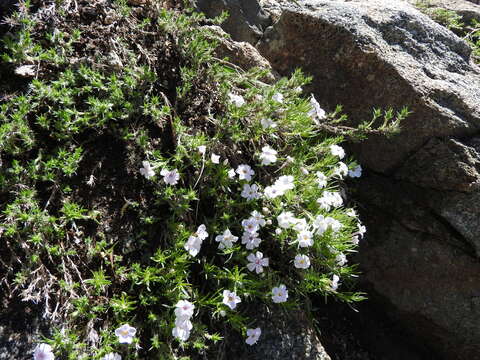 Image of spreading phlox