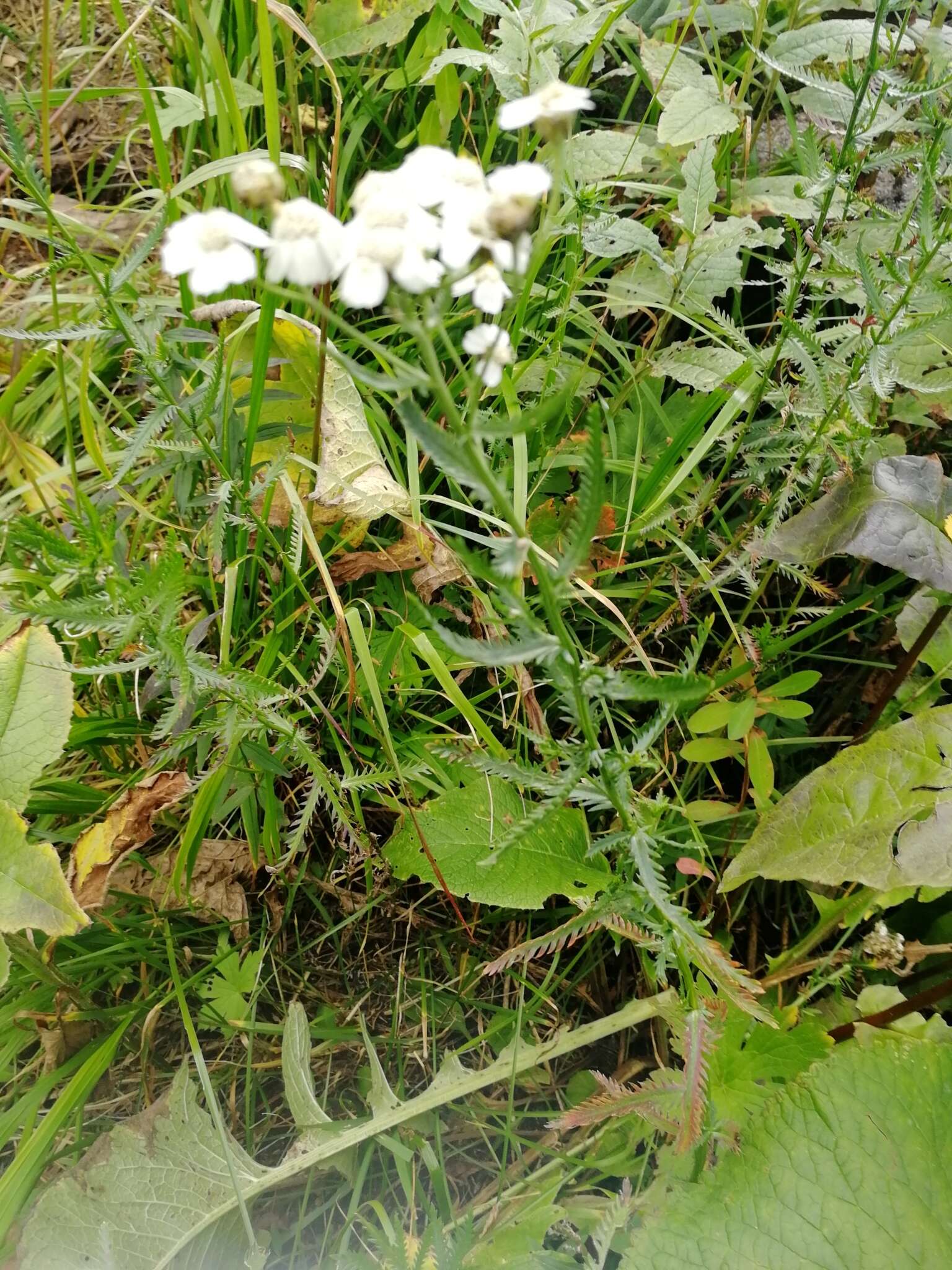 Sivun Achillea ledebourii Heimerl kuva