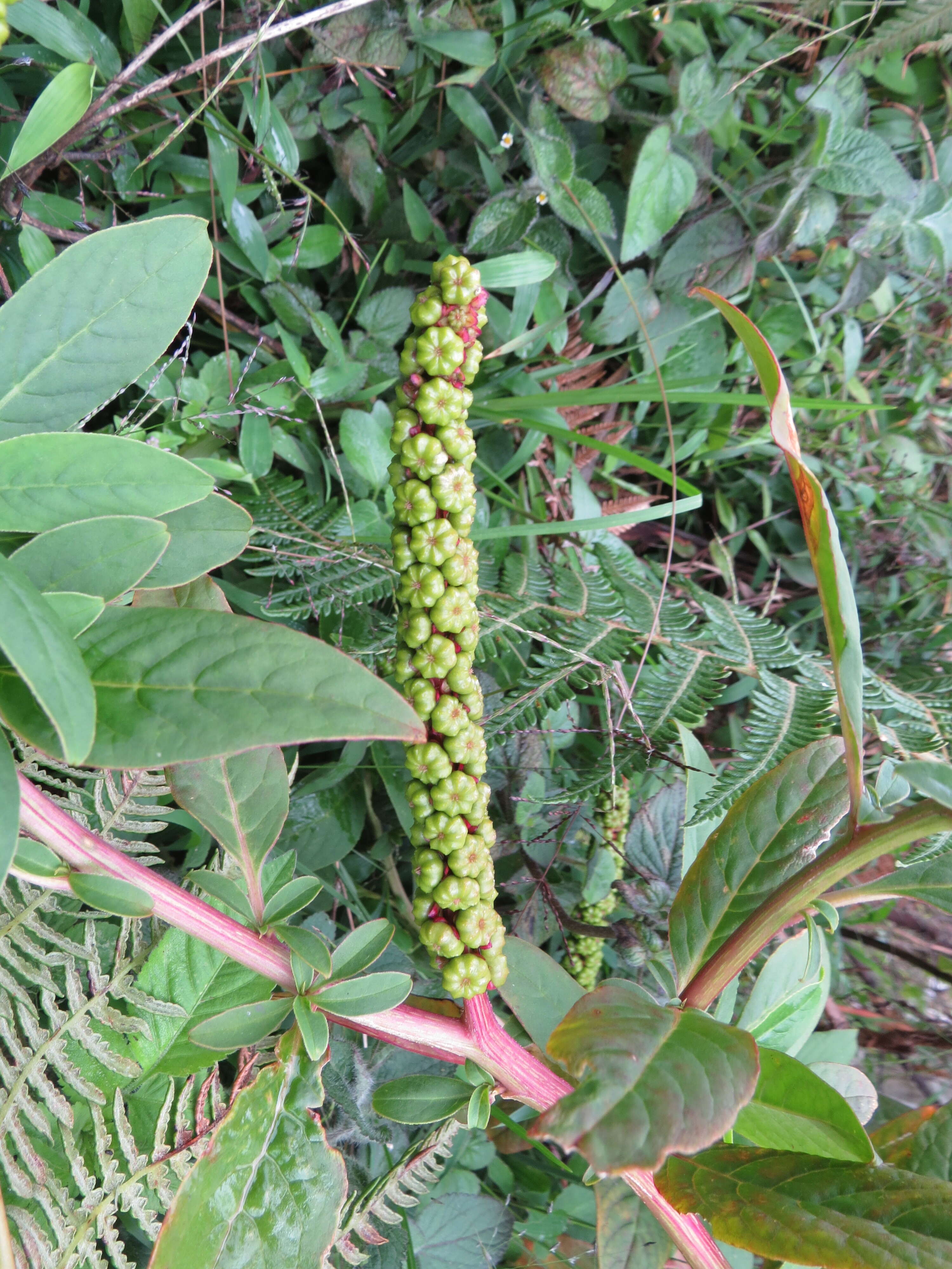 Image of tropical pokeweed