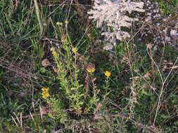 Слика од Achillea ageratum L.