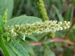 Image of tropical pokeweed