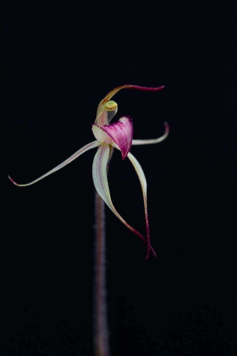 Caladenia fitzgeraldii Rupp的圖片