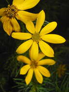 Image of whorled tickseed