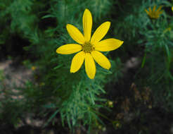 Image of whorled tickseed