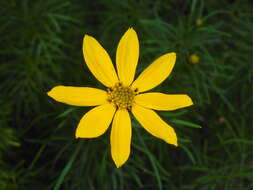 Image of whorled tickseed