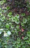 Image of tiny bristle fern