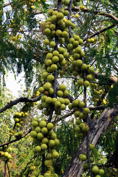 Image de Amla