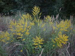 <i>Solidago</i> × <i>niederederi</i> resmi