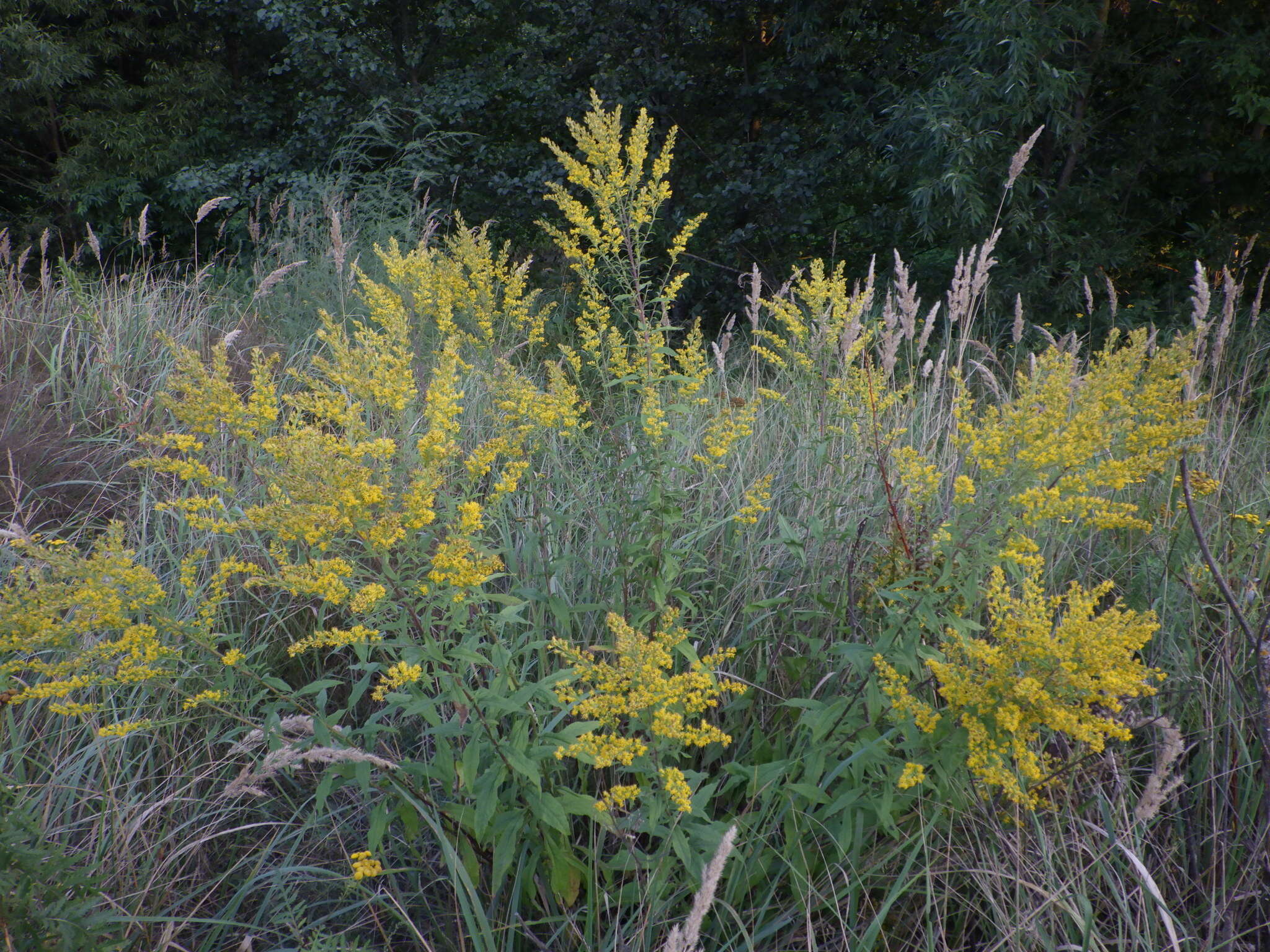 <i>Solidago</i> × <i>niederederi</i> resmi