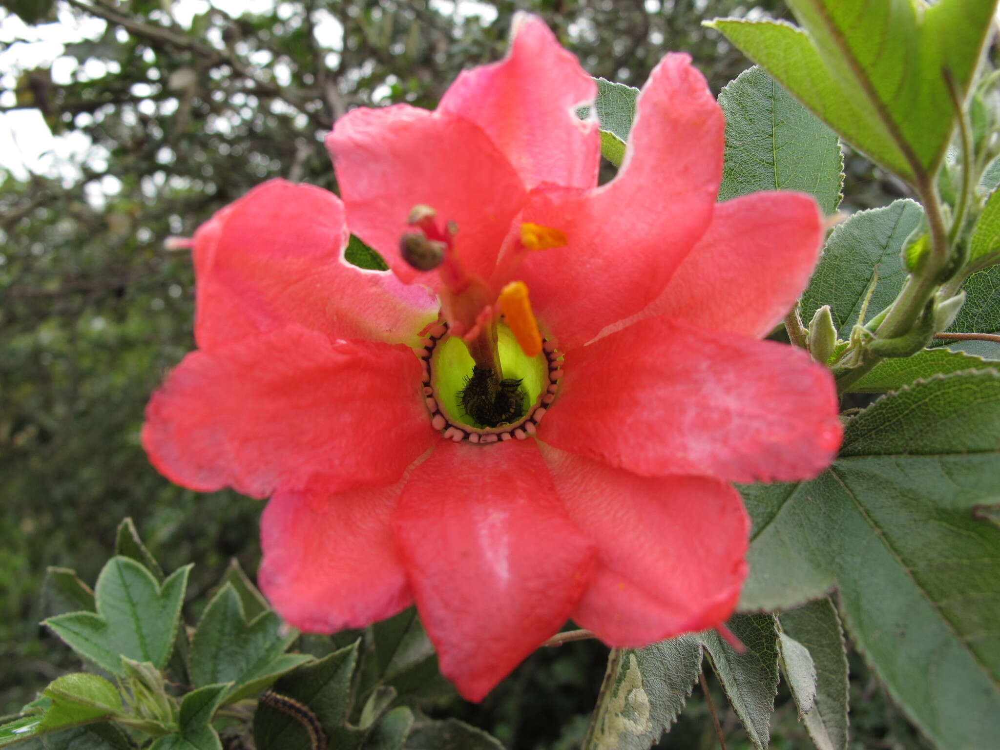 Image of Passiflora mixta var. pilaloensis Holm-Nielsen