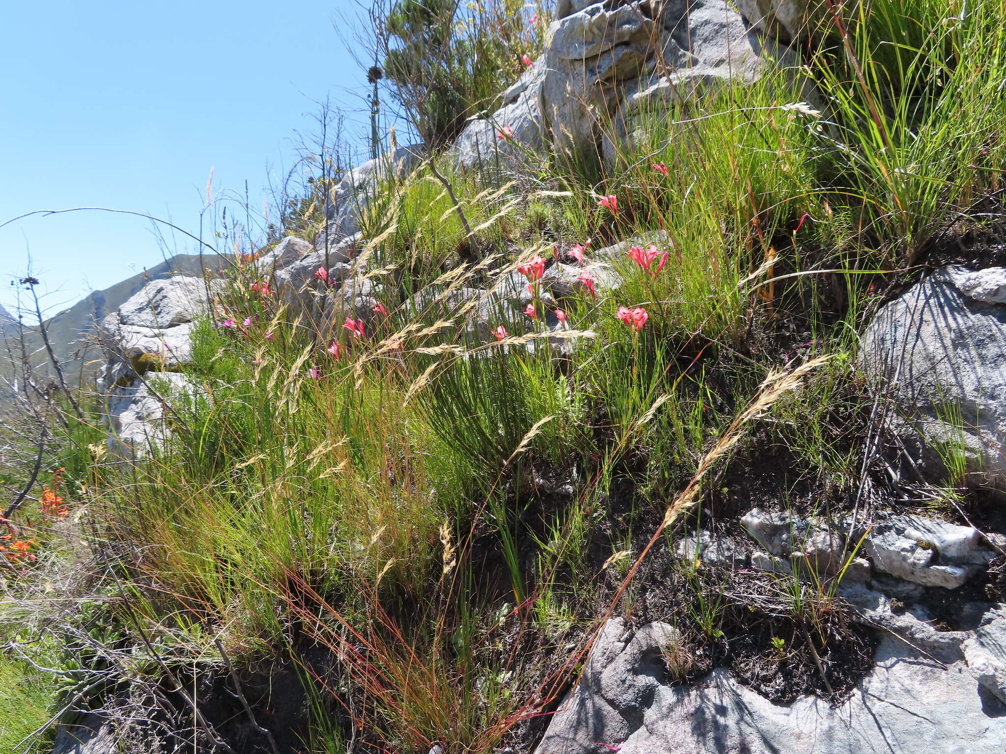 Image of Gladiolus oreocharis Schltr.