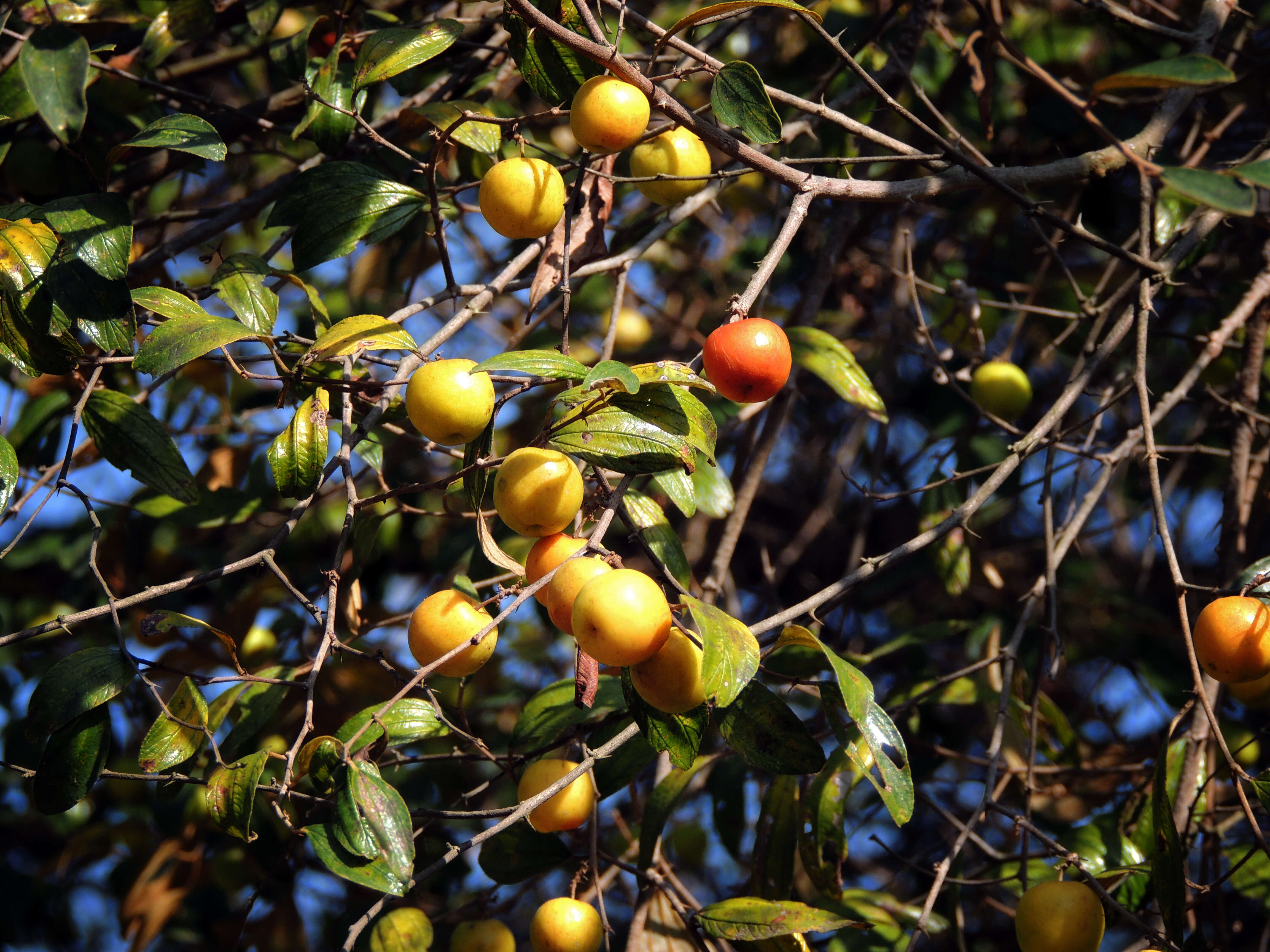 Image of Indian Jujube