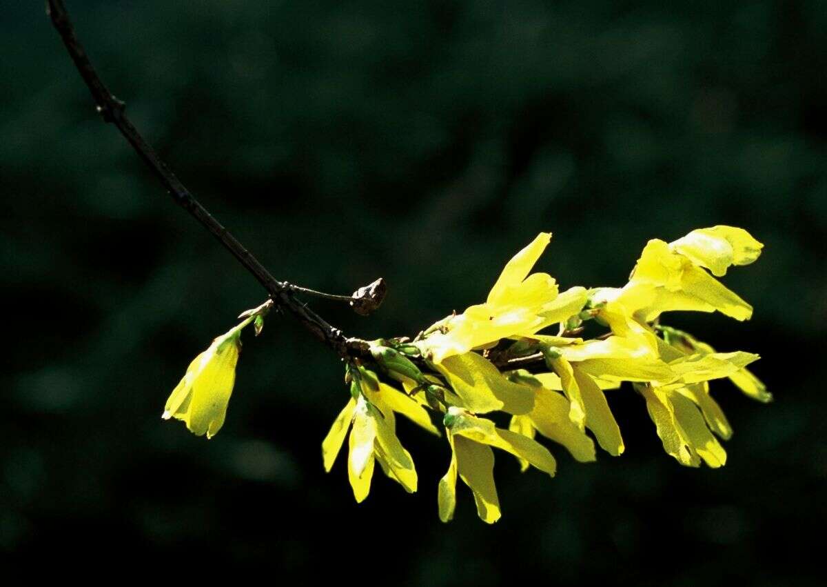 Image de Forsythia intermedia Zabel