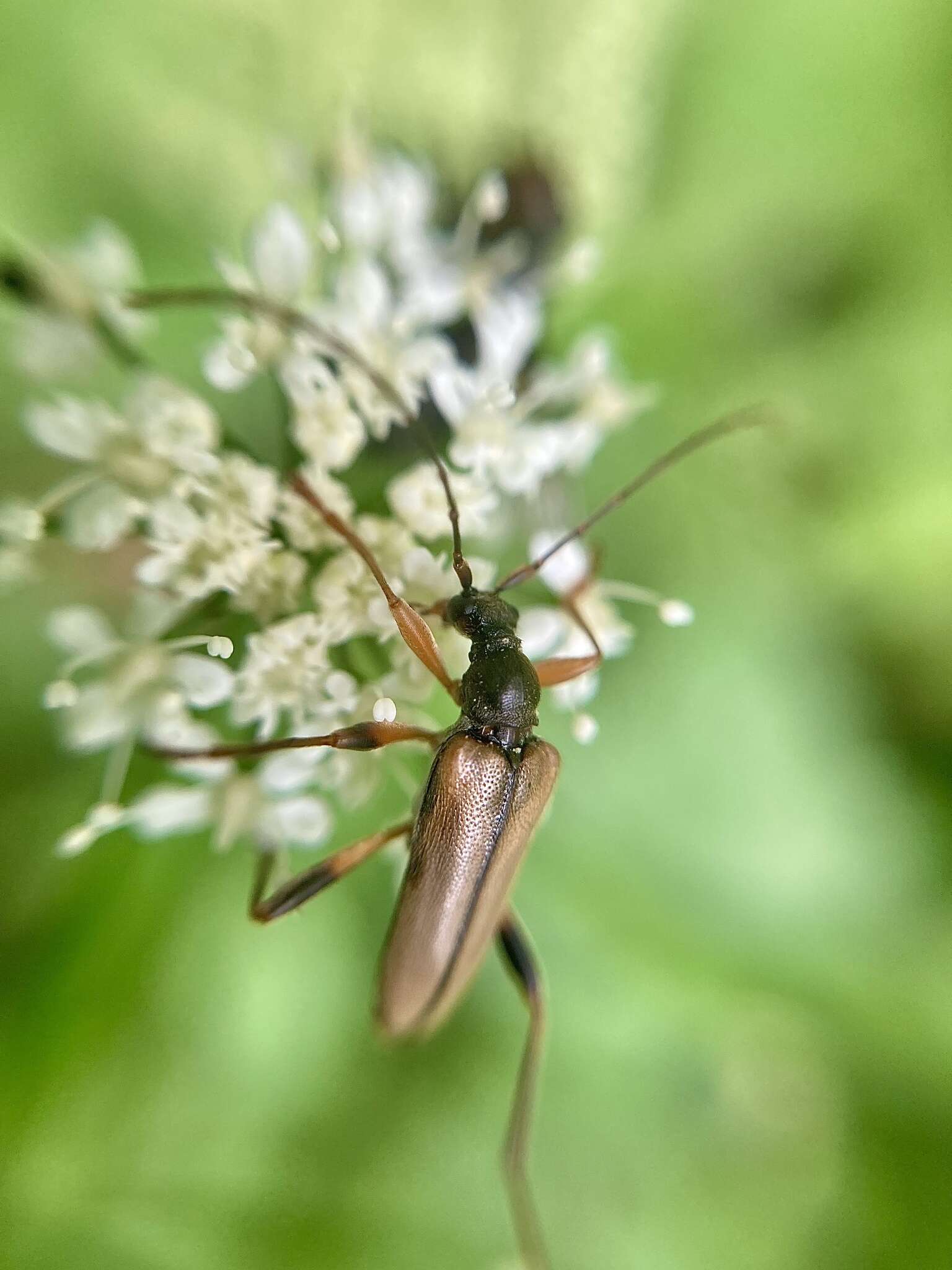 Image of Pidonia lurida (Fabricius 1793)