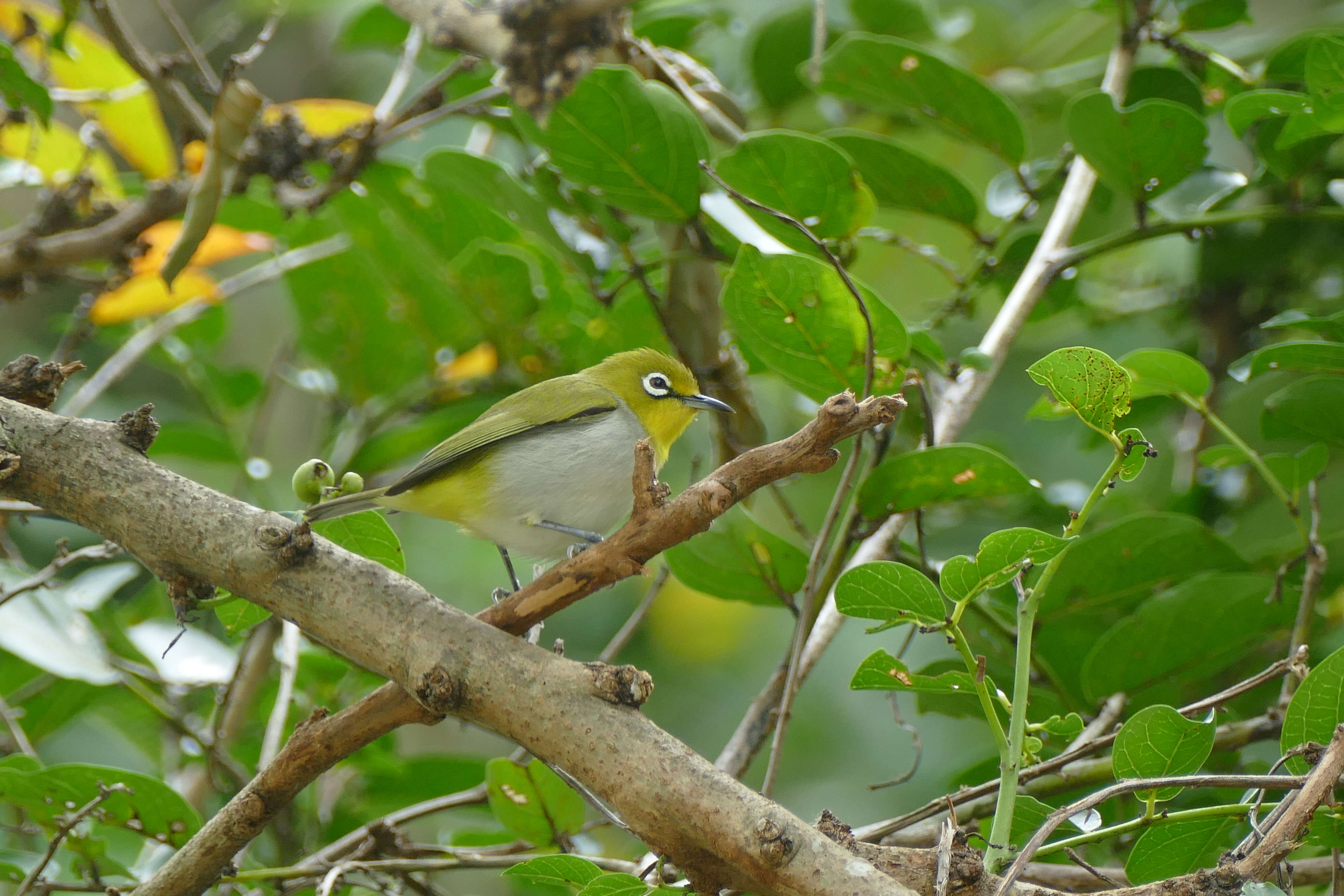 Image of Japanese White-eye