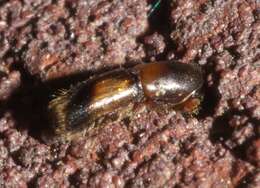 Image of Monarthrum fasciatum Wood & Bright 1992