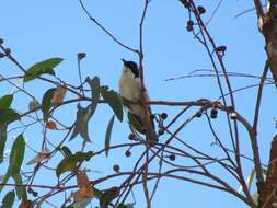 Image of Gilbert's Honeyeater