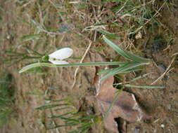 Image of giant snowdrop