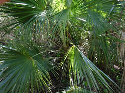 Image of Coccothrinax alta (O. F. Cook) Becc.