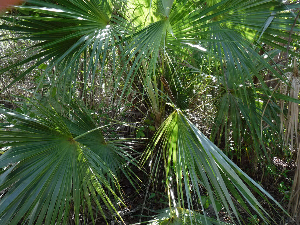 Coccothrinax alta (O. F. Cook) Becc.的圖片