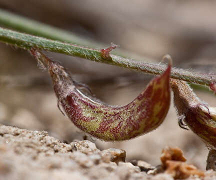 Image of Little Kern milkvetch