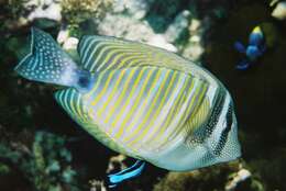 Image of Desjardin's Sailfin Tang