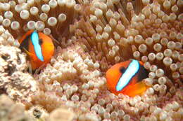 Plancia ëd Amphiprion melanopus Bleeker 1852