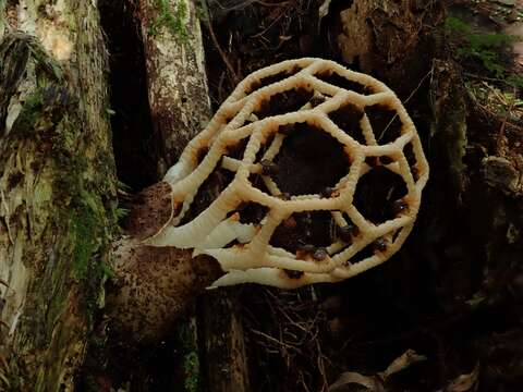 Image of Clathrus chrysomycelinus Möller 1895