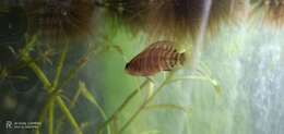 Image of Badis