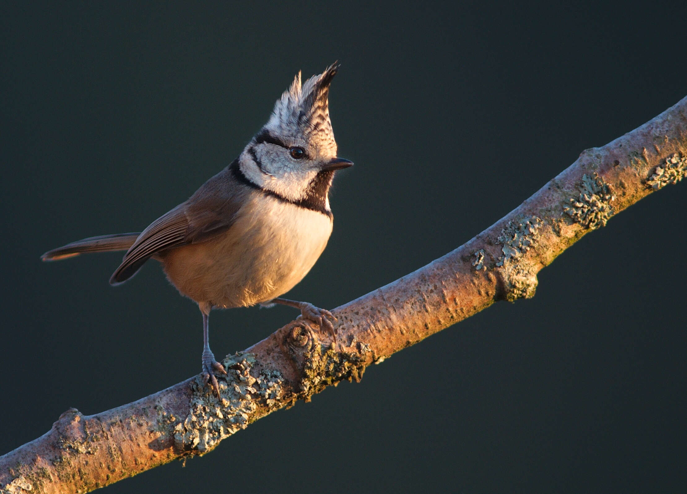 Image of Lophophanes Kaup 1829