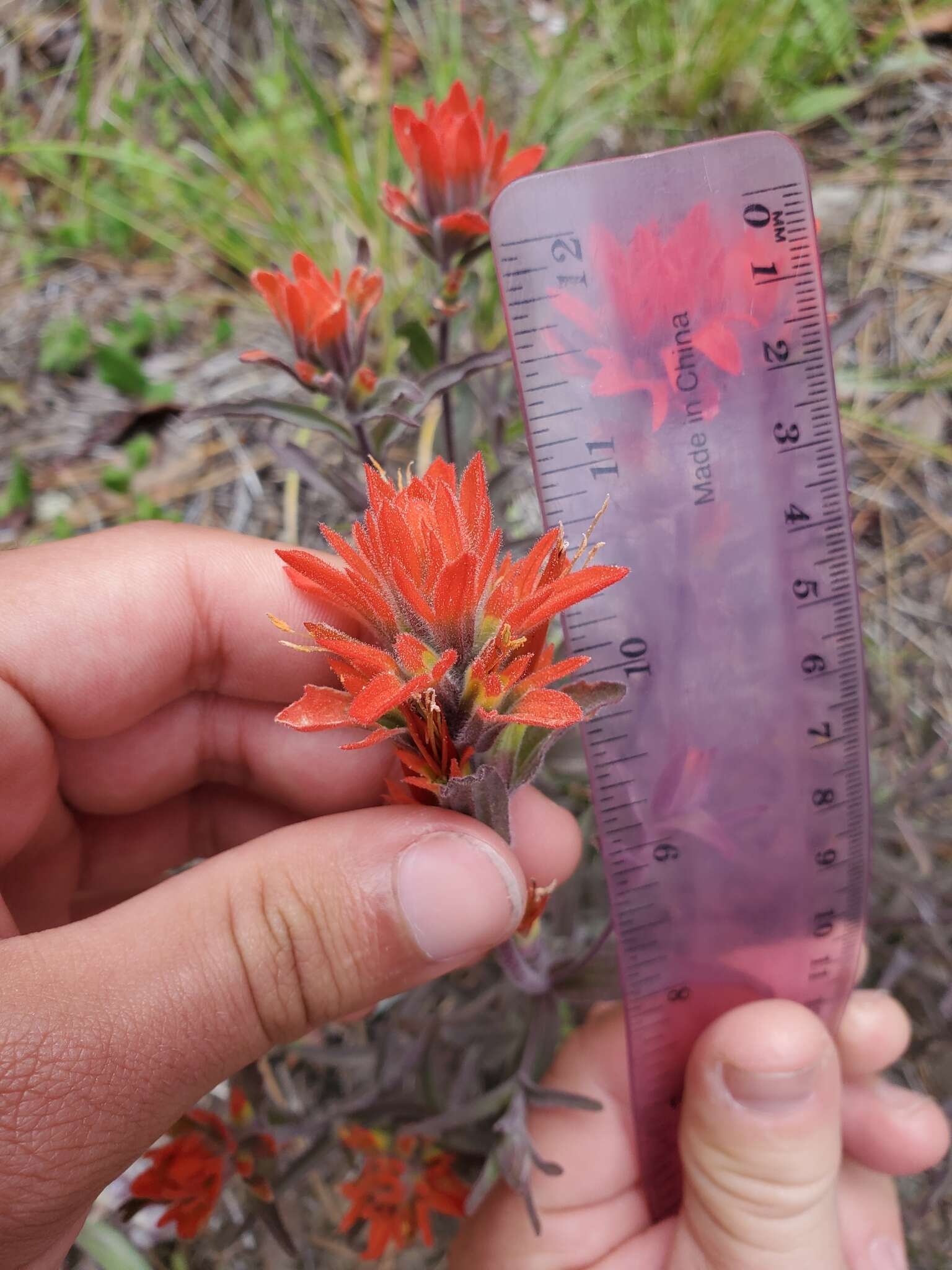 Слика од Castilleja pruinosa Fern.