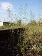 Image of Mouse-ear Cress