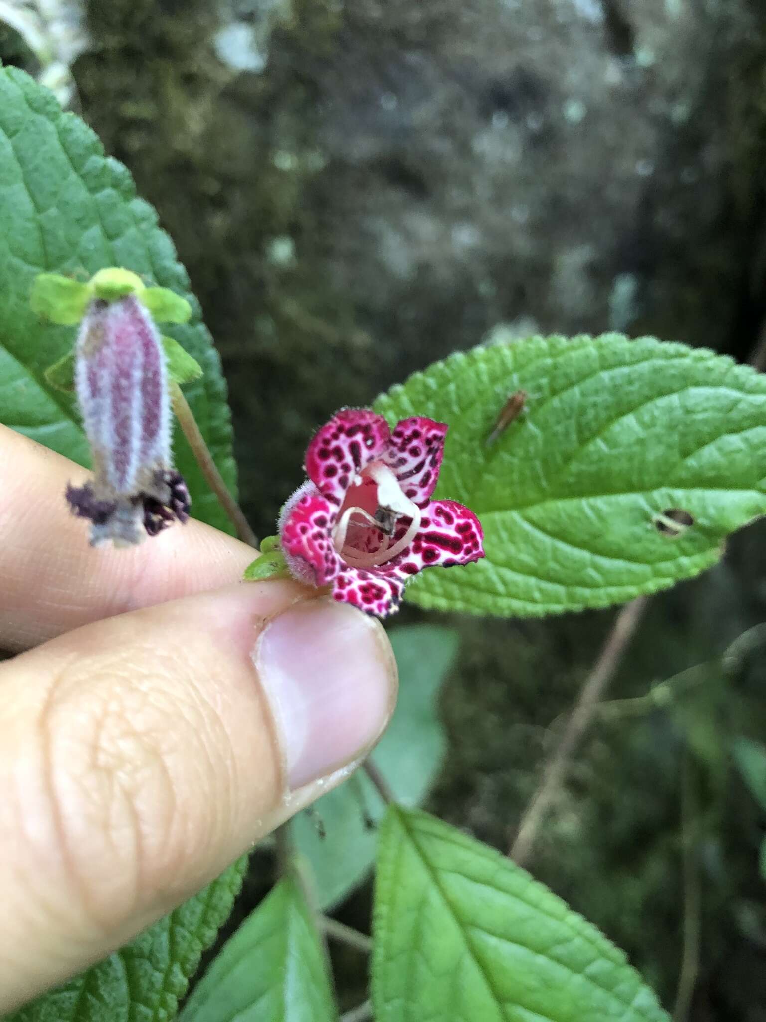 Sivun Kohleria inaequalis var. ocellata (Hook.) L. P. Kvist & L. E. Skog kuva