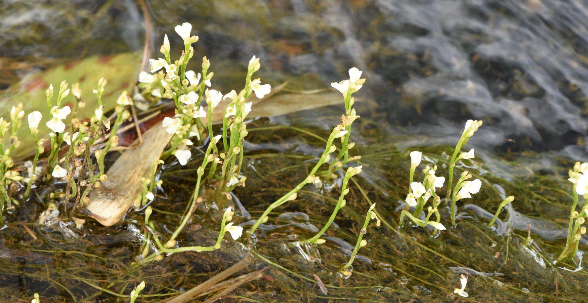 Image of Utricularia rigida Benj.