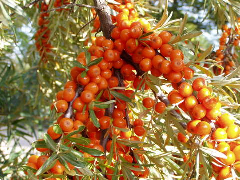 Image of Sea-buckthorn