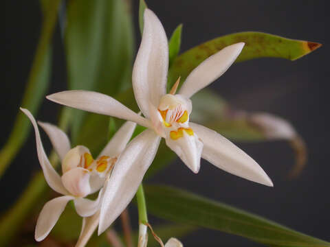 Image of Coelogyne corymbosa Lindl.