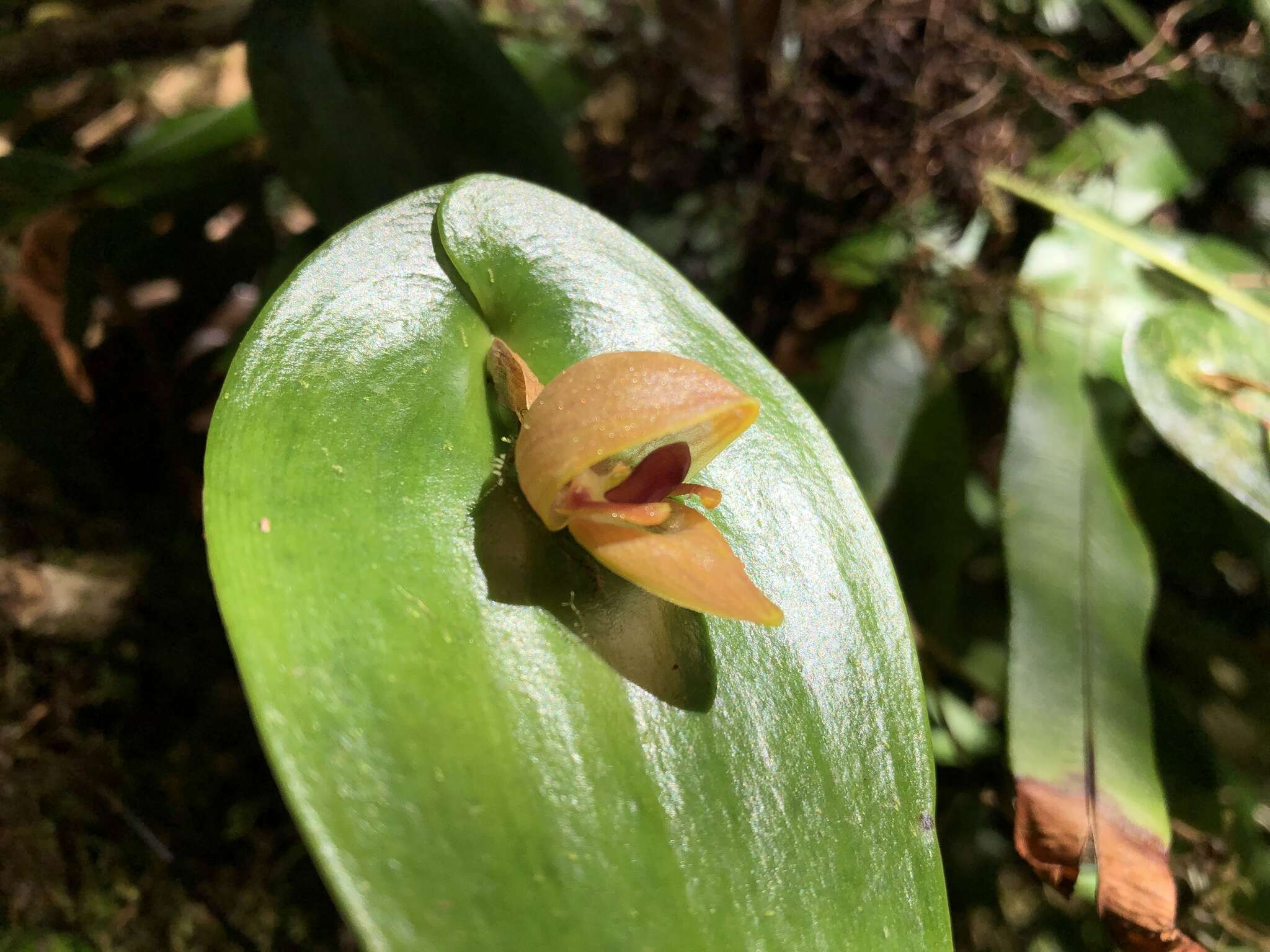 Imagem de Pleurothallis palliolata Ames