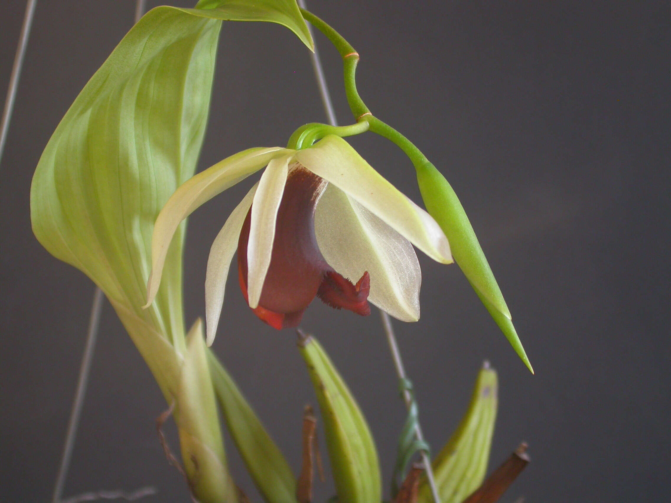 Image de Coelogyne usitana Roeth & O. Gruss