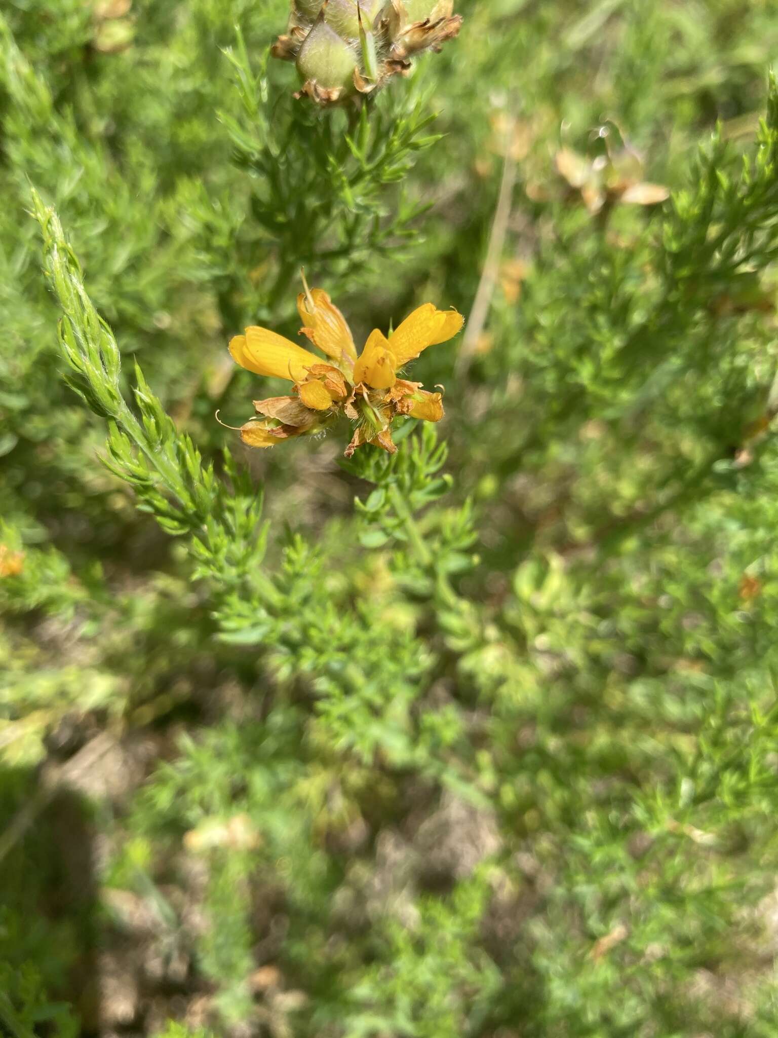 Image of Genista hispanica subsp. occidentalis Rouy