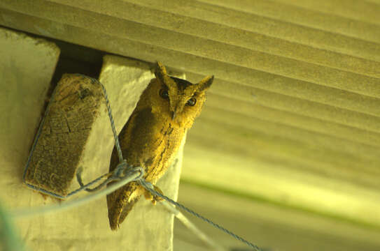 Image of Indian Scops Owl