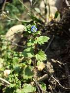 Image of Grey Field-speedwell