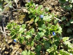 Image of Grey Field-speedwell