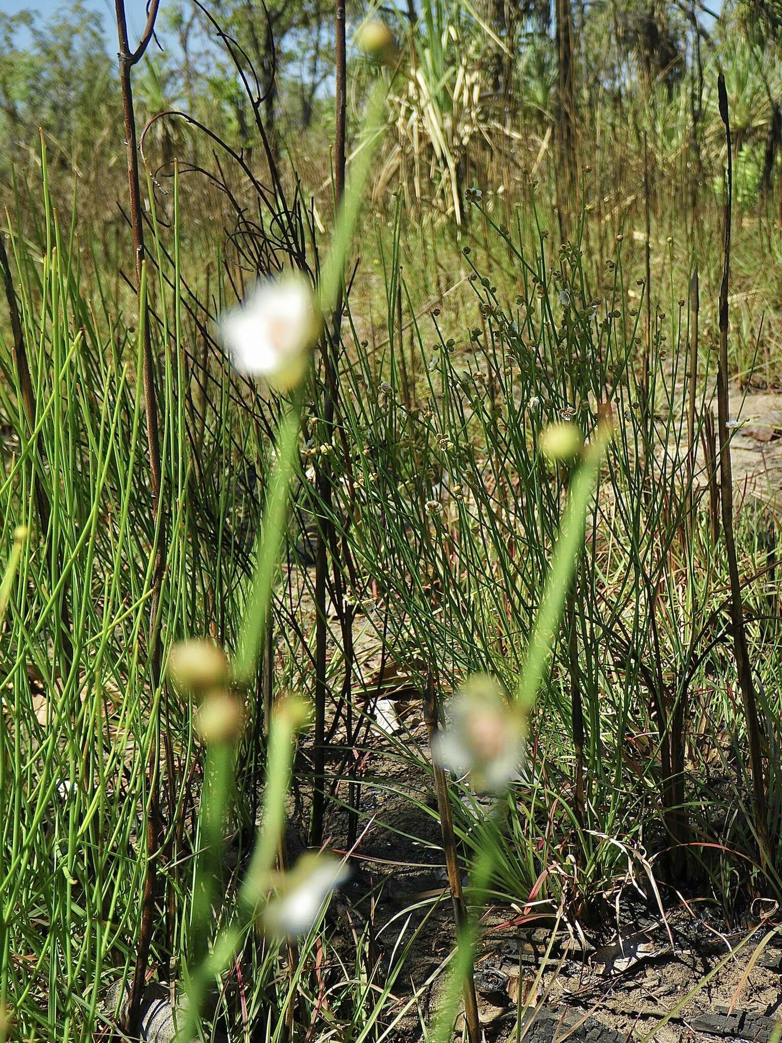 Image of Hibbertia juncea (Benth.) J. W. Horn