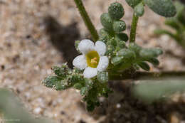 Phacelia ivesiana Torr. resmi