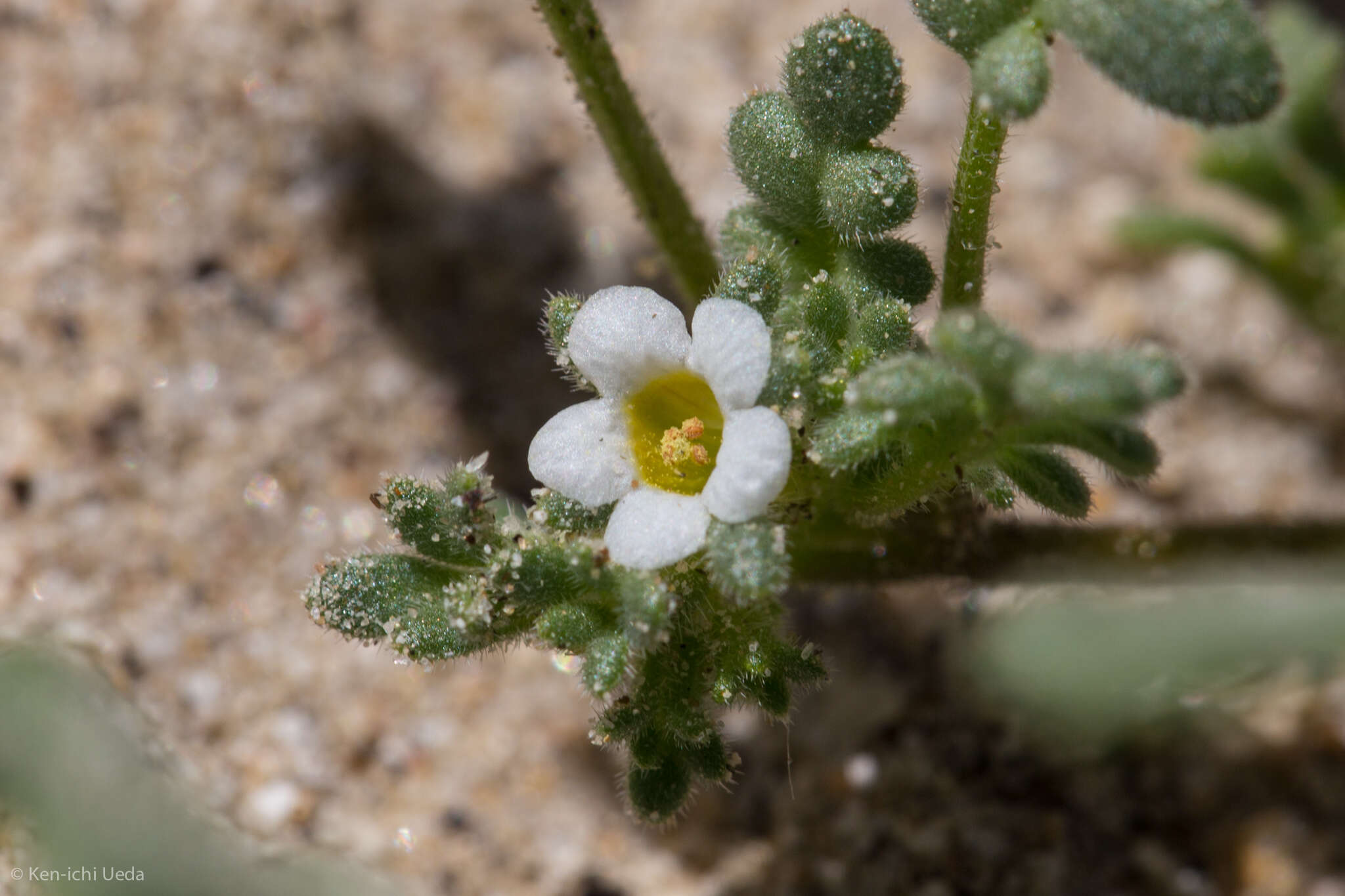 Phacelia ivesiana Torr. resmi